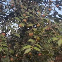 茶籽茶果