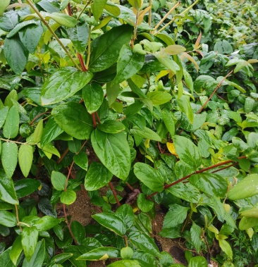 湘蕾五号金银花纯度好抗病强适应任何地方种植