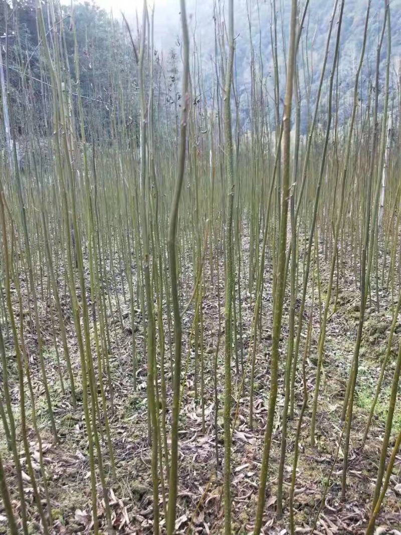 50/棵【荐】柳树苗山东柳树种苗速生柳树苗垂柳树苗绿化苗木1人买过