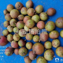 油茶鲜果（霜降后摘果）