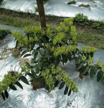 [金银花苗批发]湘蕾金银花苗价格3.00元/棵 - 一亩田