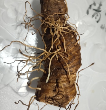 [重楼批发]贵州名贵药材价格175.00元/斤 - 一亩田