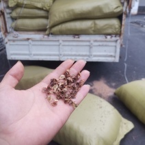 虎杖种子，高产驯化品种，出芽率有保证，提供育苗种植技术
