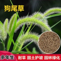 狗尾草种子牧草饲料绿化护坡耐旱耐热牧草观赏型植物常见杂草
