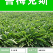 进口鲁梅克斯种子多年生四季常青南北方牧草籽猪牛羊鸡鸭鹅