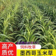 墨西哥玉米草种子玉米草种籽牧草鸡鸭鹅牛羊鱼高产高营养饲草