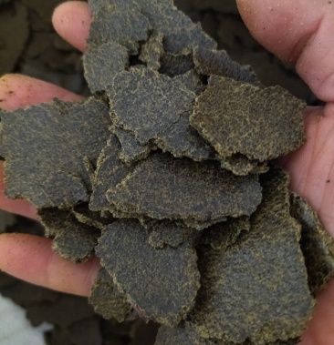 大量供应菜籽青饼,鱼饲料喂养,水产饲料原料,欢迎您的联系