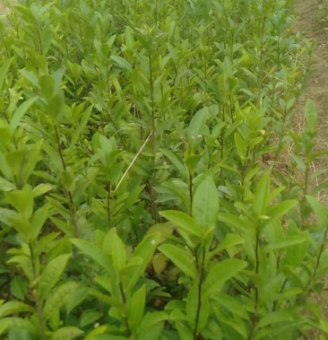 [茶树苗批发]极白茶苗价格0.40元/棵 - 一亩田