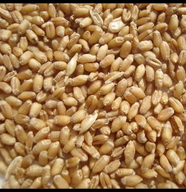 [小麦批发]富硒小麦出售价格1.50元/斤 - 一亩田