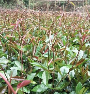[布福娜树苗批发]黑老虎苗布福娜冷饭团广西大瑶山黑老虎果苗优质果苗