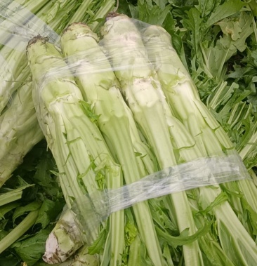 精品棒菜大量上市欢客商来采购