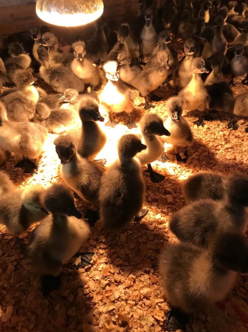 [狮头鹅苗批发]广西南宁西乡塘区鹅苗 28.00元/个合浦狮头鹅 _ 一亩田