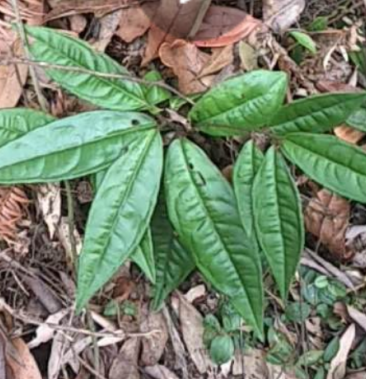 中药材血党石狮子小罗伞山里采集切段自然晒干