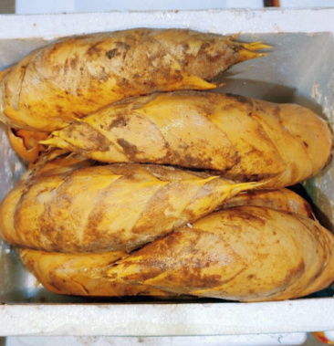 [黄泥冬笋批发]野生黄泥冬笋价格20.00元/斤 - 一亩田