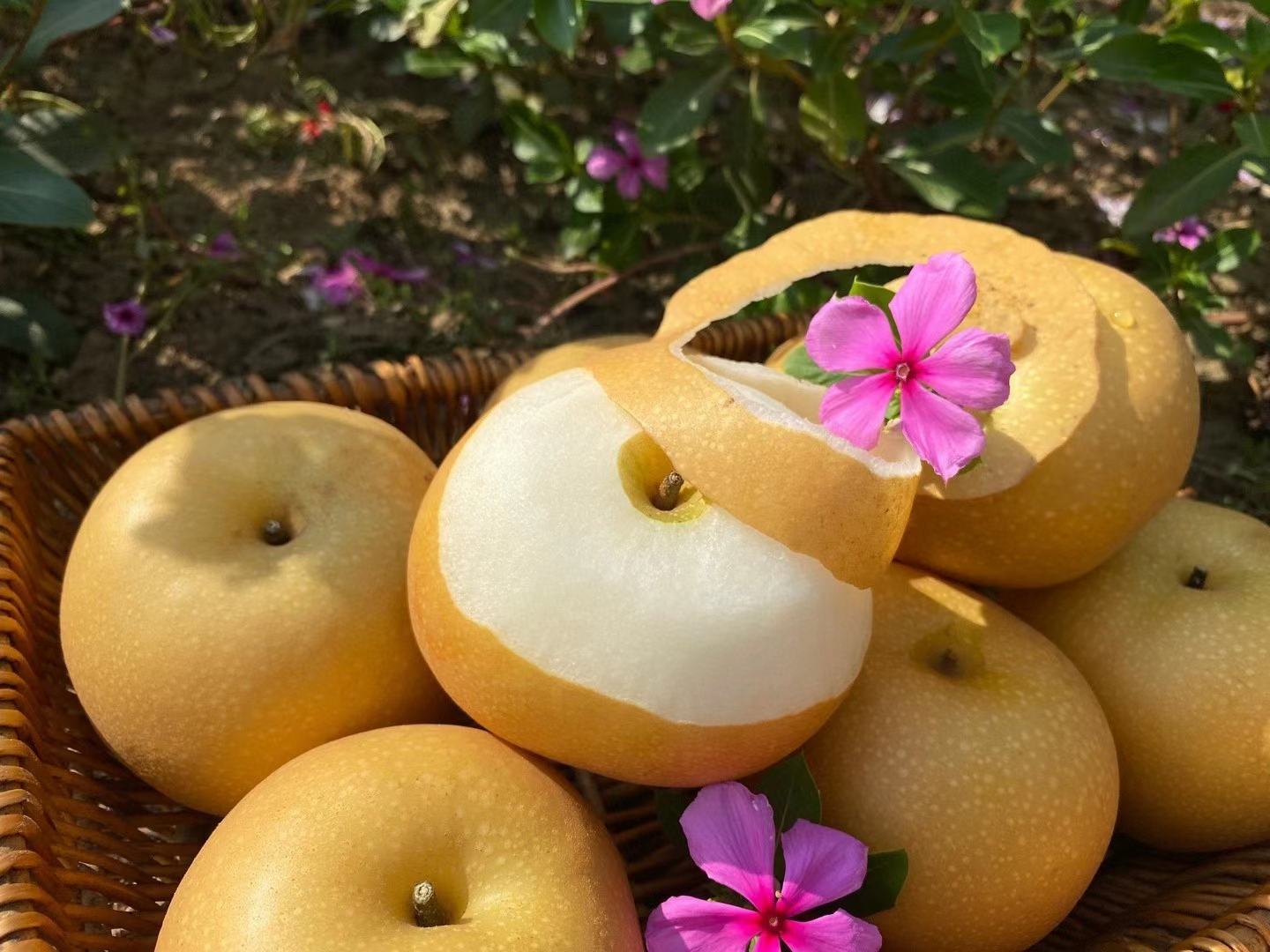 成品烤秋月梨盛装图