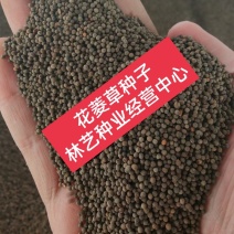 花菱草种子四季种易活花种子耐寒多年生宿根花籽庭院室外阳台