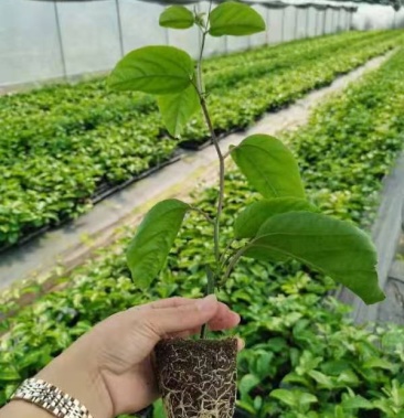 黄金百香果苗钦蜜九号