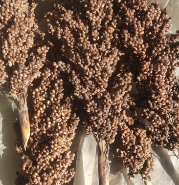 50起批价1斤产地河北张家口怀安县物流运费待商议规格通货150斤立即