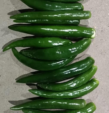 [美人椒批发]青美人大量上市价格0.70元/斤 - 一亩田