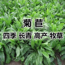 进口大叶菊苣种籽多年生四季牧草子养殖耐寒猪牛羊兔鸡鸭鹅鱼