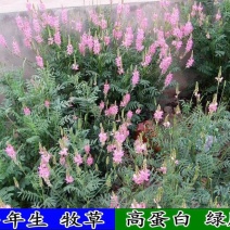 优质牧草种子红豆草种子又称牧草皇后驴食豆发芽快饲料种籽