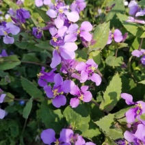二月兰花种子四季种耐寒诸葛菜种子花种子四季易活多年生宿根