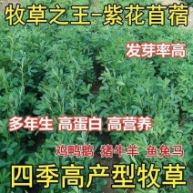 紫花苜蓿草种籽多年生牧草种子四季养殖喂羊牛鸡鸭鹅草鱼牧草