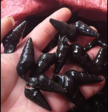 [山坑螺批发]大量山坑螺价格12.00元/斤 - 一亩田