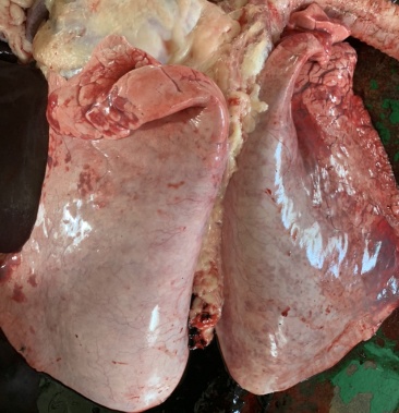 [活驴批发]驴肺价格3.00元/斤 - 一亩田