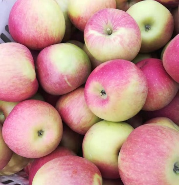 宁城苹果原名宁丰十号蒙富苹果