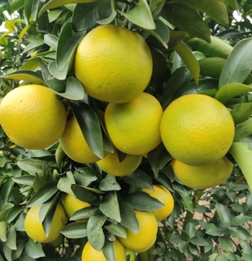 广西崇左红江橙冰糖橙大量上市皮薄口感甜一手货源