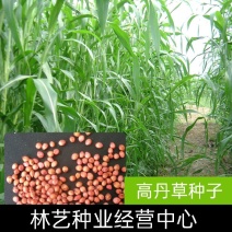 高丹草进口牧草种子鱼草种籽喂鱼猪牛羊鸡鸭鹅四季高产草籽