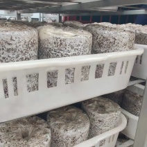 平菇菌棒火速生产中全国各地发货