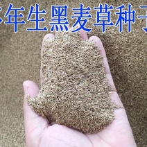 进口牧草种子多年生黑麦草种子四季播耐寒高产猪牛羊兔鸡鹅鱼