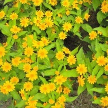 精选散装皇帝菊种子花草种籽易种庭院室内阳台种盆栽矮生