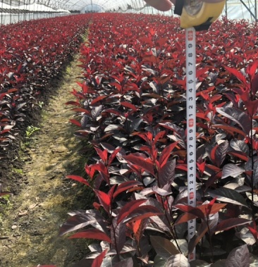 辽宁开原紫叶矮樱小苗杯苗工程苗繁育基地产地直发