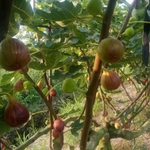 甜度高无花果电商供货