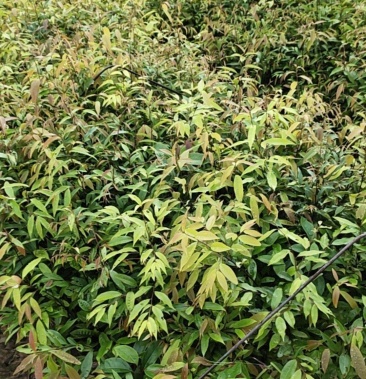 红椎,红椎小苗,红椎袋苗,红椎树苗 红椎直批基地