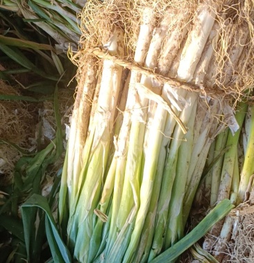 [大葱批发]大葱价格1.50元/斤 - 一亩田