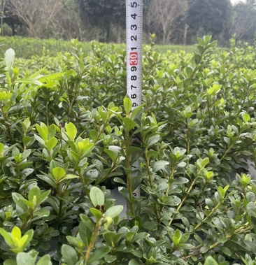 杜鹃夏娟工程绿化苗苗圃翻栽室内盆景农户直销