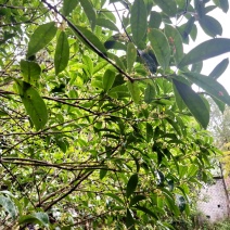 有大量桂花，有需要的老板联系