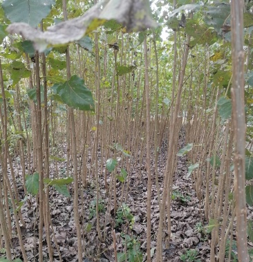 优品丹红杨杨树苗种植直销