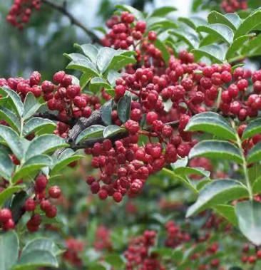 [花椒批发]甘肃甘谷花椒价格35.00元/斤 - 一亩田