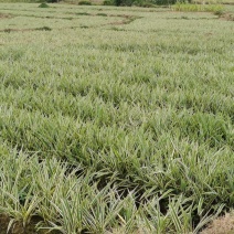 山管兰自家种植供应无中介