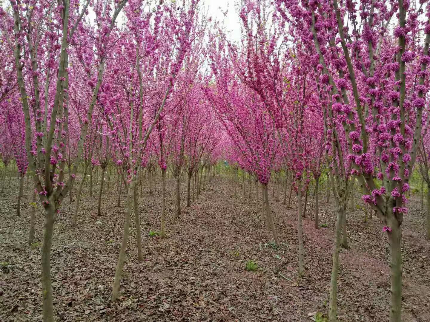 紫荆树单杆紫荆丛生紫荆