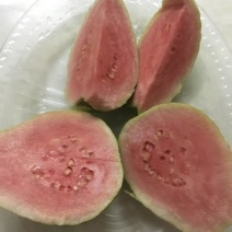 正宗潮汕汕研嫁接红宝石番石榴台湾芭乐种苗