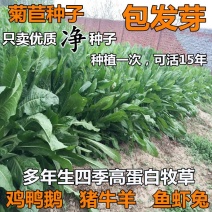 进口将军菊苣种子大叶菊苣多年生四季牧草种子猪牛羊鸡鸭鹅鱼