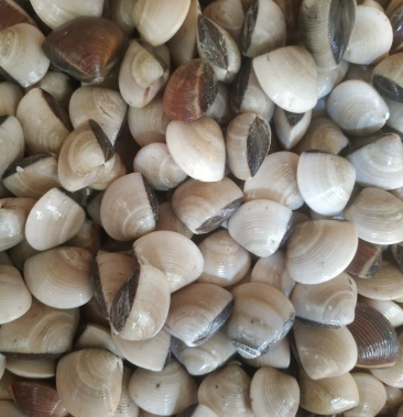 [白螺批发]白螺,白贝,卜卜贝食材,海白螺,社区团购,电商平台供应商