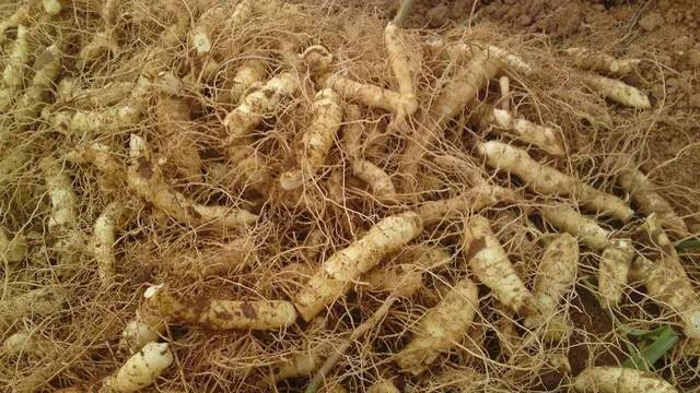 采药人在深山竹林中挖掘野生灵芝根