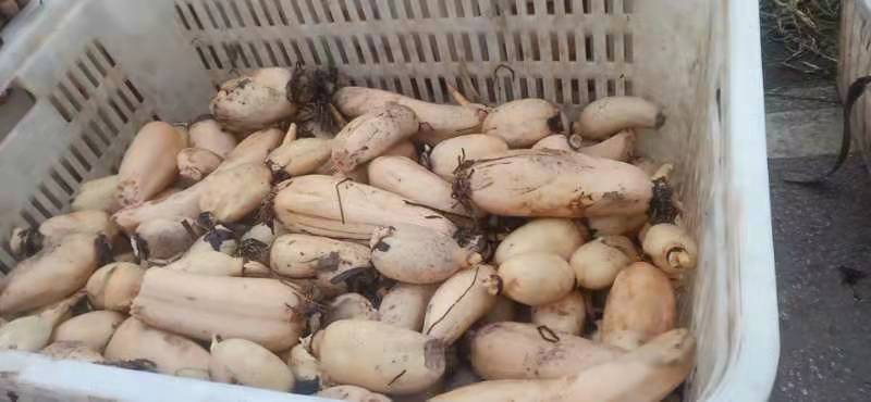 市场抽检人员对莲藕进行现场检测